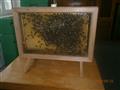 včely za sklem