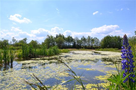 Laguny u Bohdalova