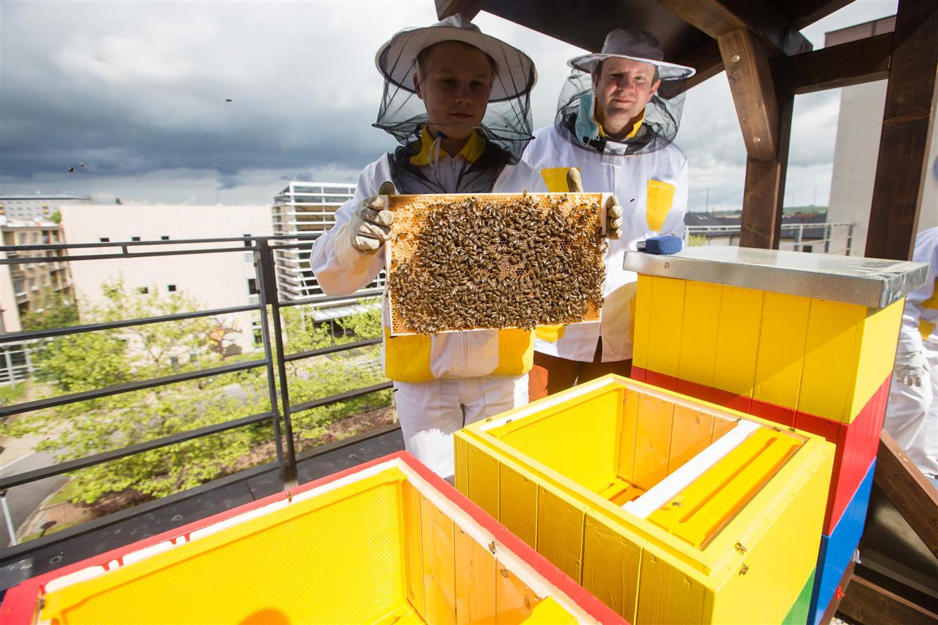 2020_05_26_Včely, zabydlování na střeše KrÚ