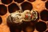 Studie o nemocech včely medonosné v Kraji Vysočina