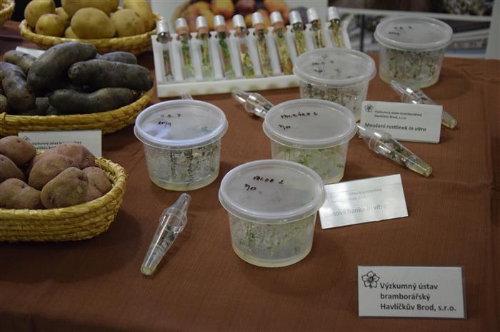 V Havlíčkově Brodě už 70 pracují s genofondy bramboru
