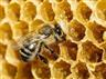 Včelařství na Vysočině