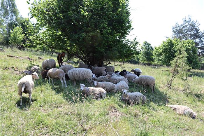 Pasení ovcí