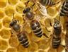 EU pošle 100 milionů korun českých včelařům
