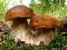 Houbařská sezona vrcholí. Přijměte pozvání na podzimní výstavy hub i s houbařskou poradnou
