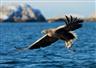 Hnízdění orlů mořských na Vysočině v roce 2019