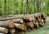 Dotace v lesním hospodářství a související aktivity v Kraji Vysočina