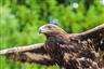 Hnízdění chráněných druhů ptáků v lesích na Vysočině v roce 2020