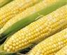 Pokračuje ověřování půdoochranné technologie při pěstování kukuřice